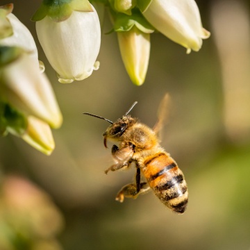 Asala Launches a Call for Applications to a Honeybee-Related Subgrant Under the Framework of the MedBEESinessHubs Project