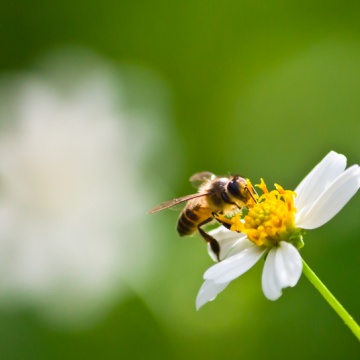 Asala, the Palestinian Partner of the MedBEESinessHubs Project, will participate in two events titled "Climate Change and the Honeybee Sector: Challenges and Opportunities".